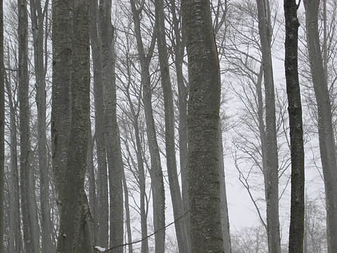 TREES TOWER INTO THE SKY